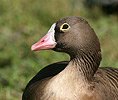 Lesser Whitefront