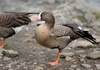 Lesser Whitefront