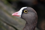 Lesser Whitefront