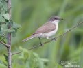 Lesser Whitethroat