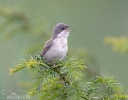 Lesser Whitethroat