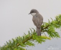 Lesser Whitethroat