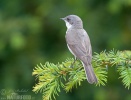 Lesser Whitethroat