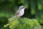 Lesser Whitethroat