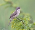 Lesser Whitethroat