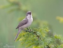 Lesser Whitethroat