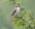 Lesser Whitethroat