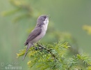 Lesser Whitethroat