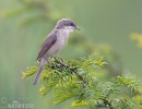 Lesser Whitethroat