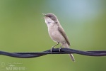 Lesser Whitethroat