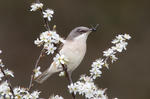 Lesser Whitethroat