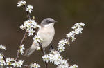 Lesser Whitethroat