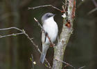 Lesser Whitethroat