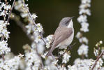 Lesser Whitethroat