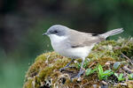Lesser Whitethroat