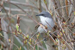 Lesser Whitethroat