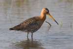 Limosa limosa