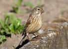 Linnet