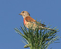 Linnet