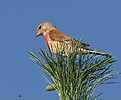 Linnet