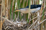 Little Bittern