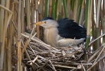 Little Bittern