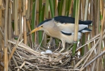 Little Bittern