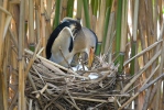 Little Bittern