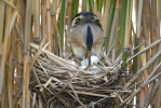 Little Bittern