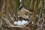 Little Bittern