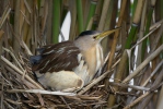 Little Bittern