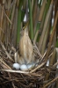 Little Bittern