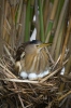 Little Bittern