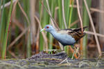 Little Crake