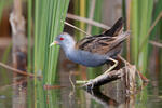 Little Crake