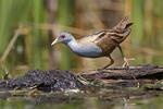 Little Crake