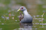 Little Crake