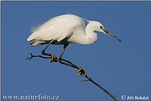 Little Egret