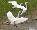 Little Egret