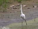 Little Egret