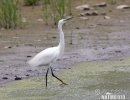 Little Egret