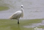 Little Egret