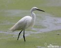 Little Egret