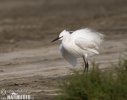 Little Egret