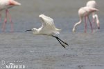 Little Egret