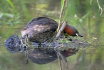 Little Grebe