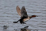 Little Grebe