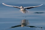 Little Gull