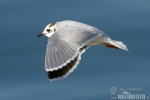 Little Gull