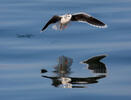 Little Gull